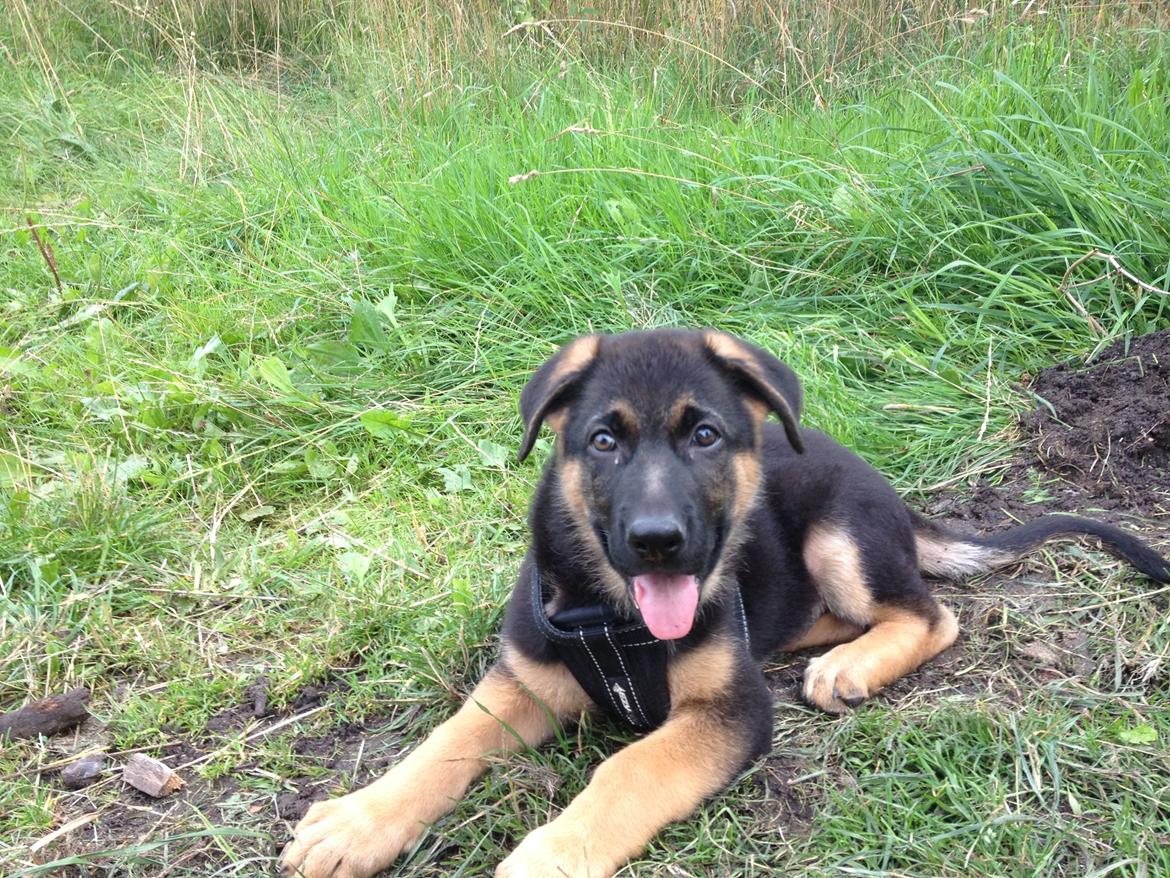 Schæferhund Kenzo billede 9