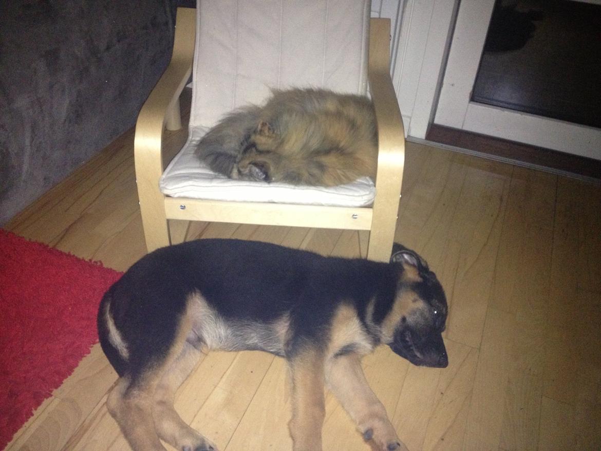 Schæferhund Kenzo billede 10