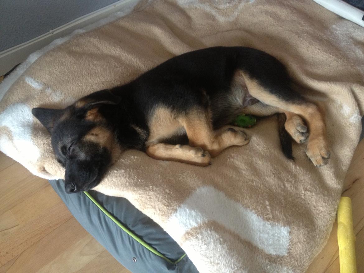 Schæferhund Kenzo billede 13