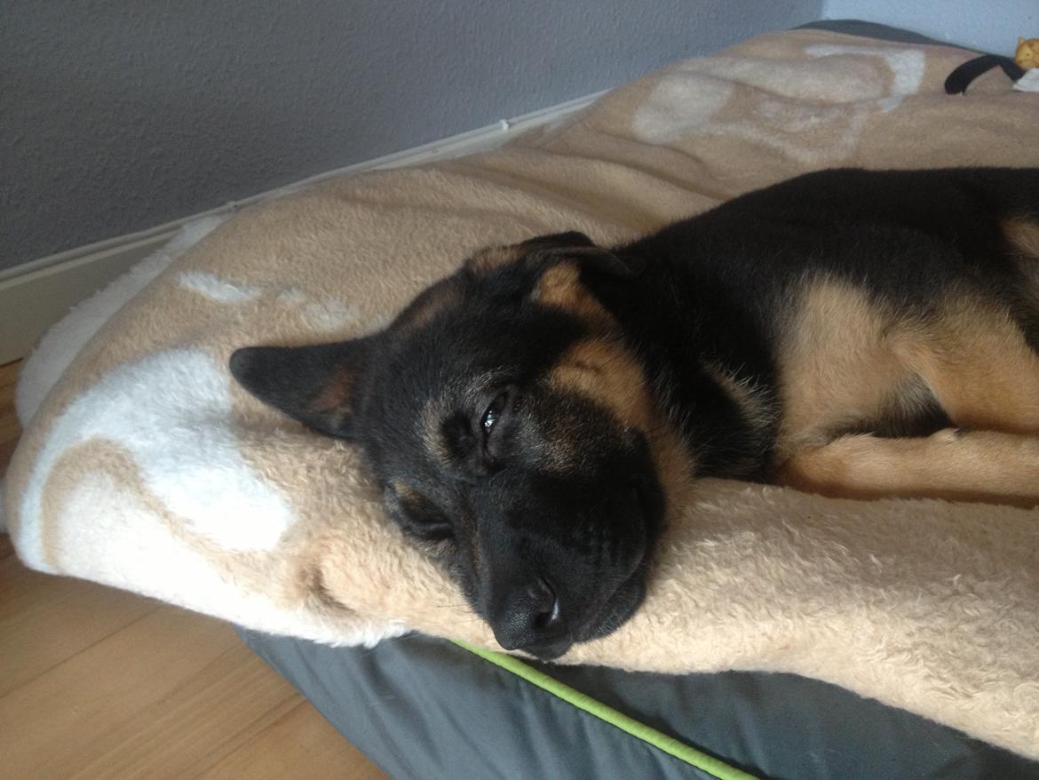 Schæferhund Kenzo billede 14