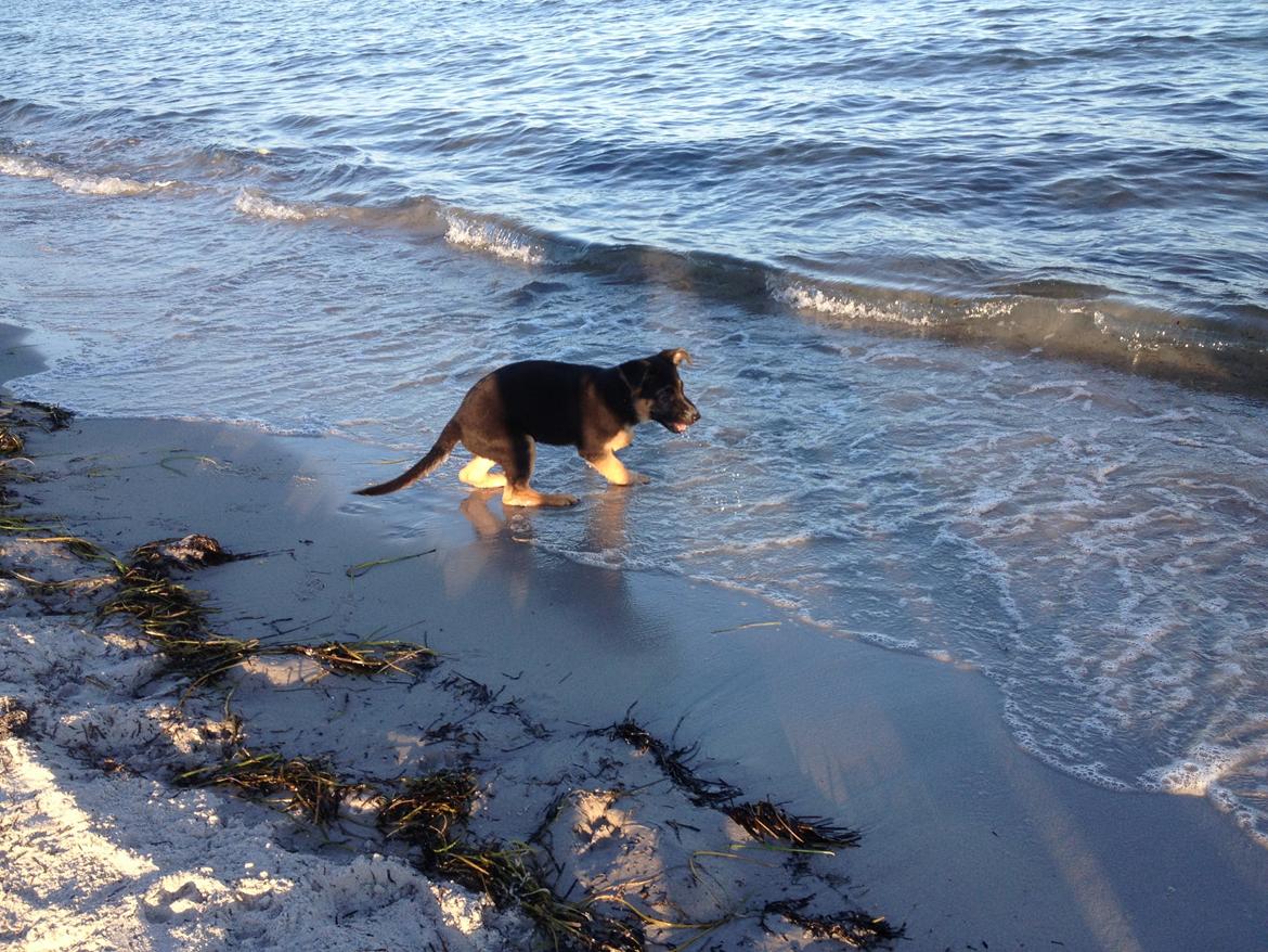 Schæferhund Kenzo billede 17