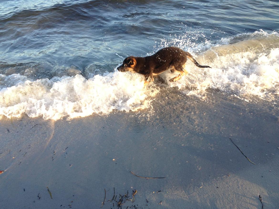 Schæferhund Kenzo billede 18