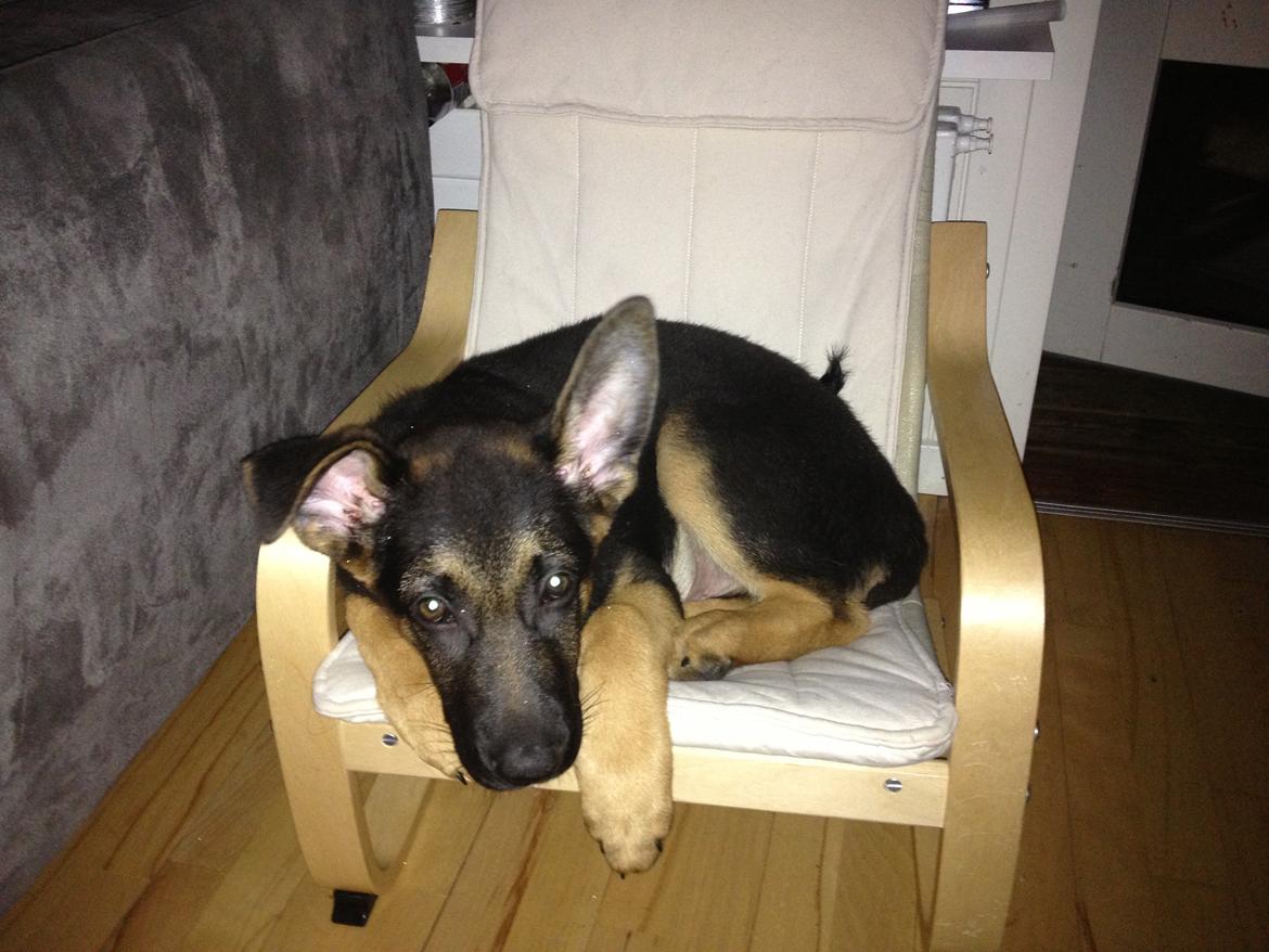 Schæferhund Kenzo billede 11