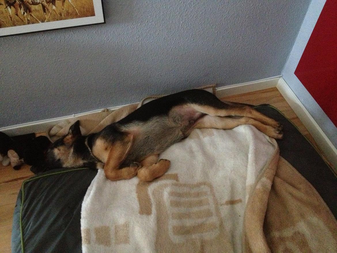 Schæferhund Kenzo billede 15