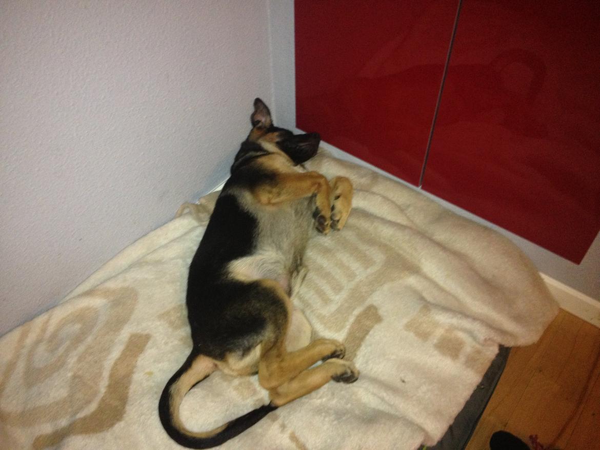 Schæferhund Kenzo billede 16
