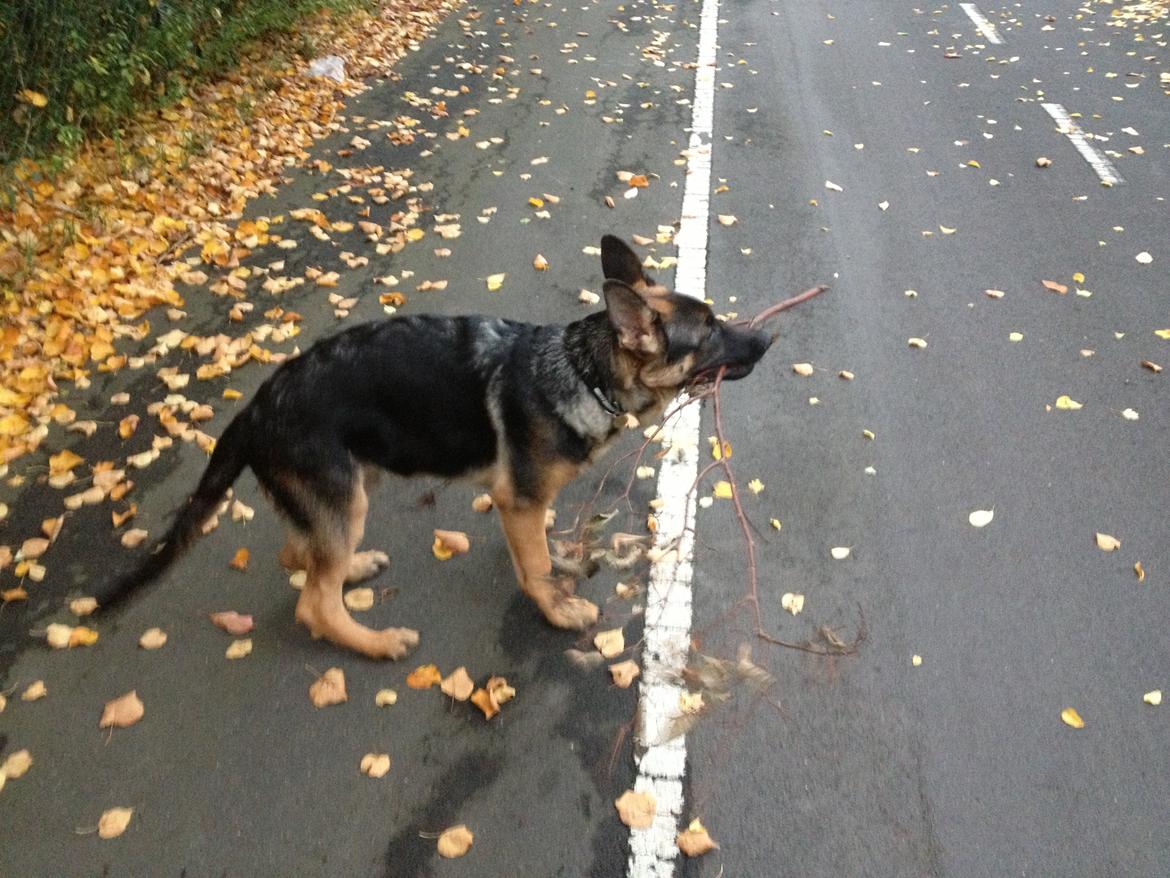 Schæferhund Kenzo billede 20