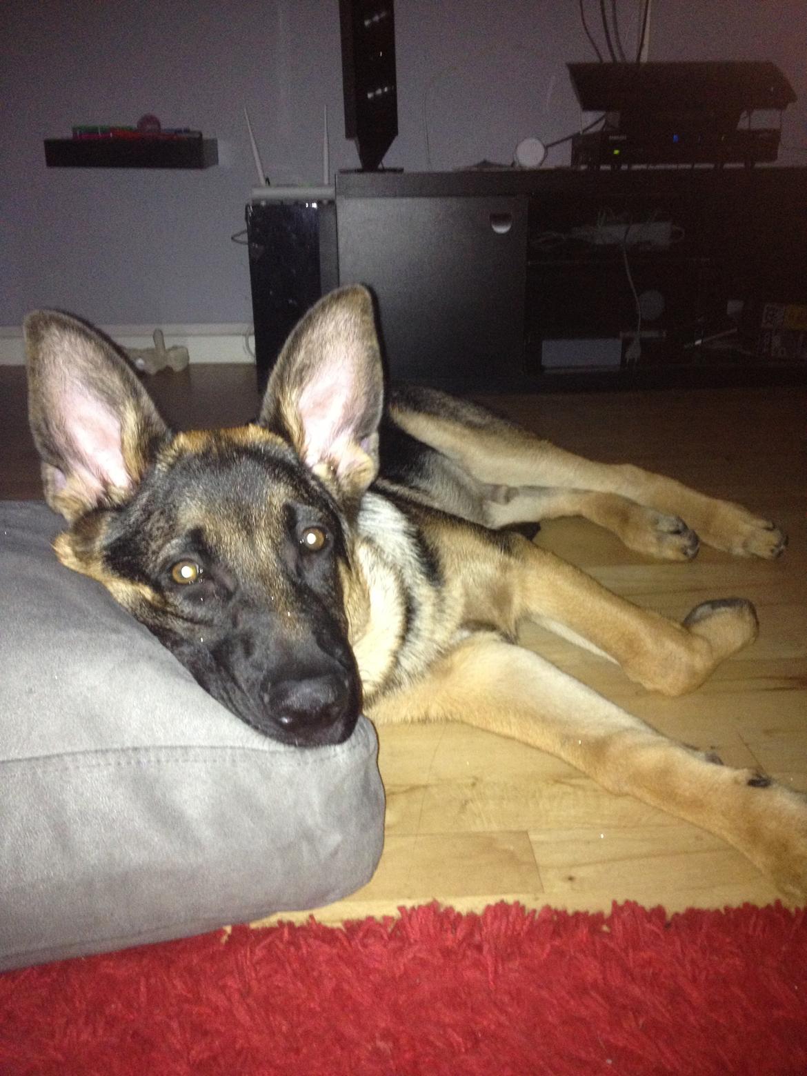 Schæferhund Kenzo billede 21
