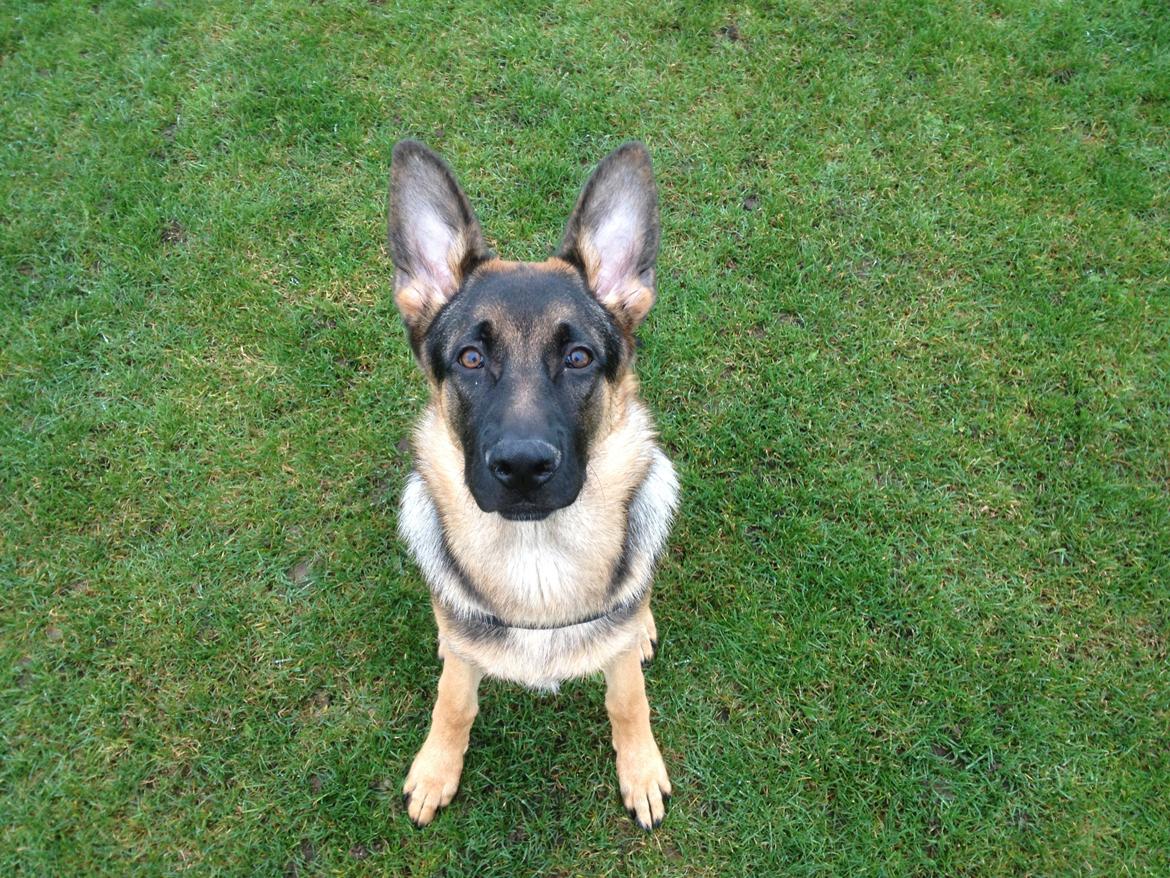 Schæferhund Kenzo billede 25