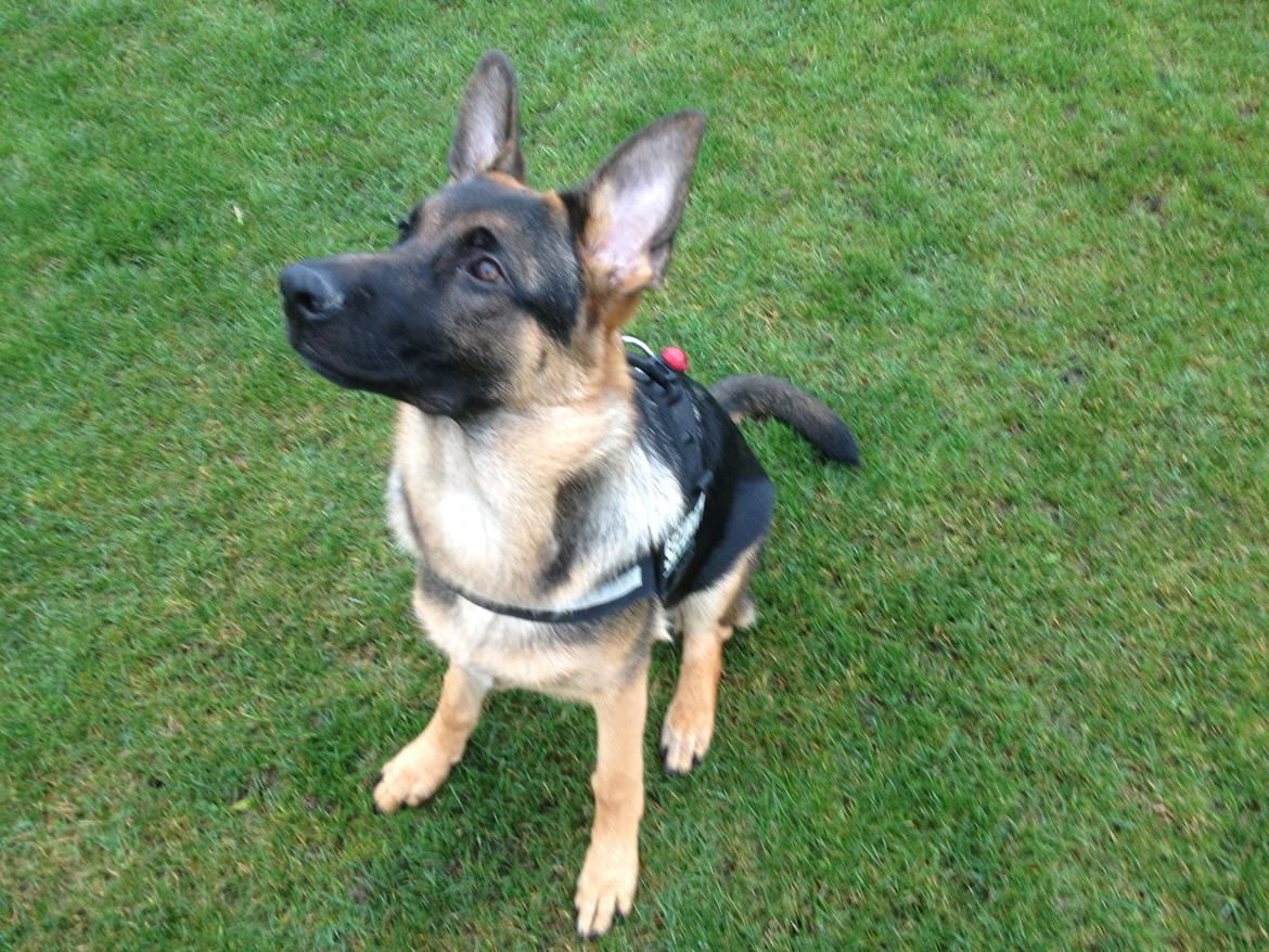 Schæferhund Kenzo billede 26