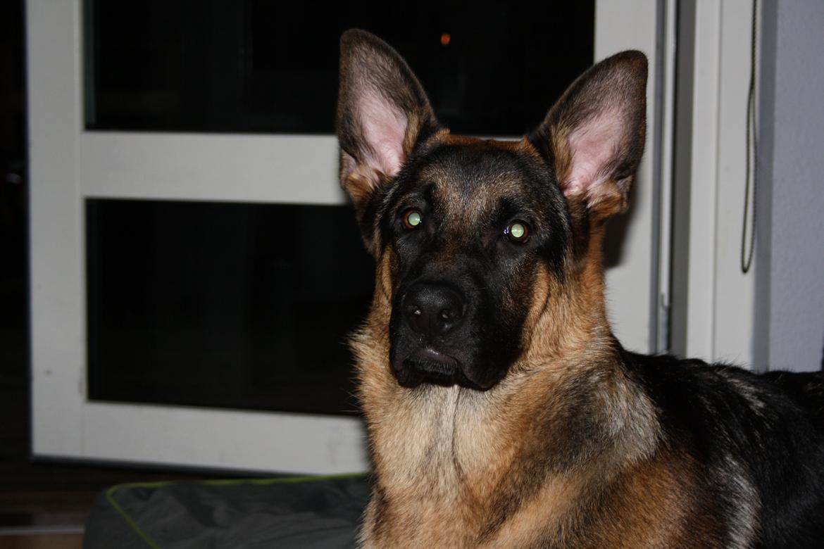 Schæferhund Kenzo billede 27