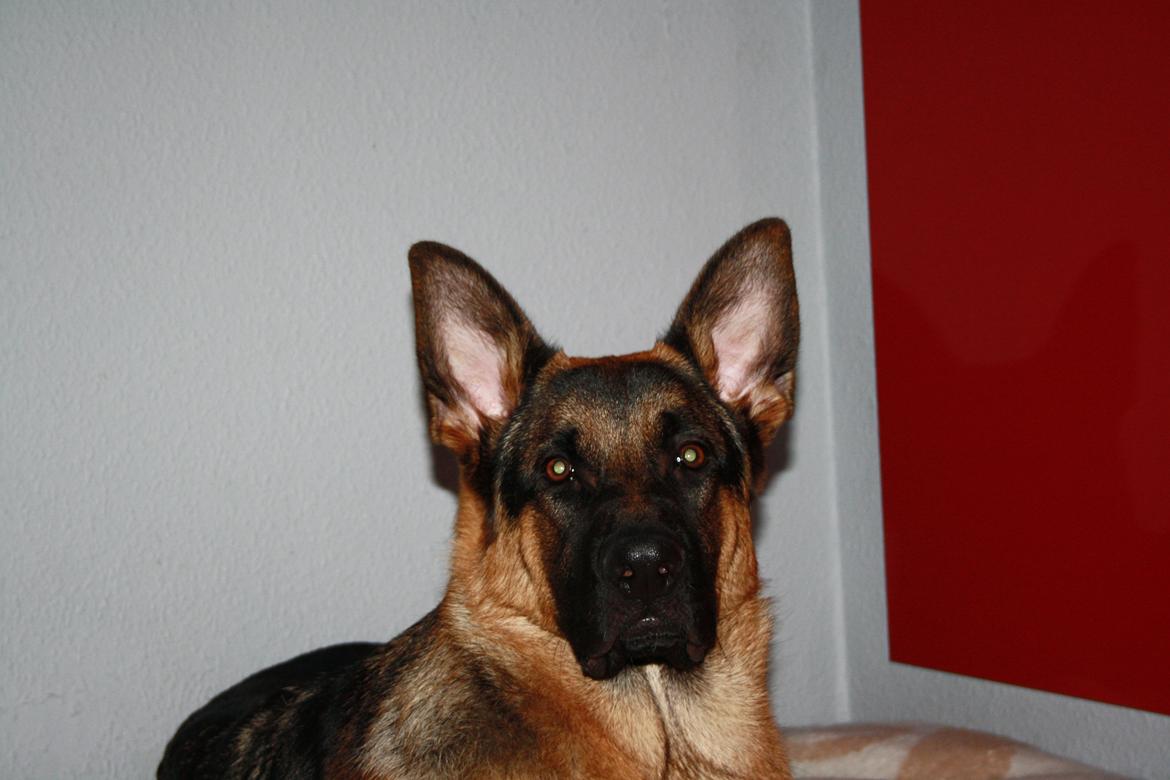 Schæferhund Kenzo billede 28