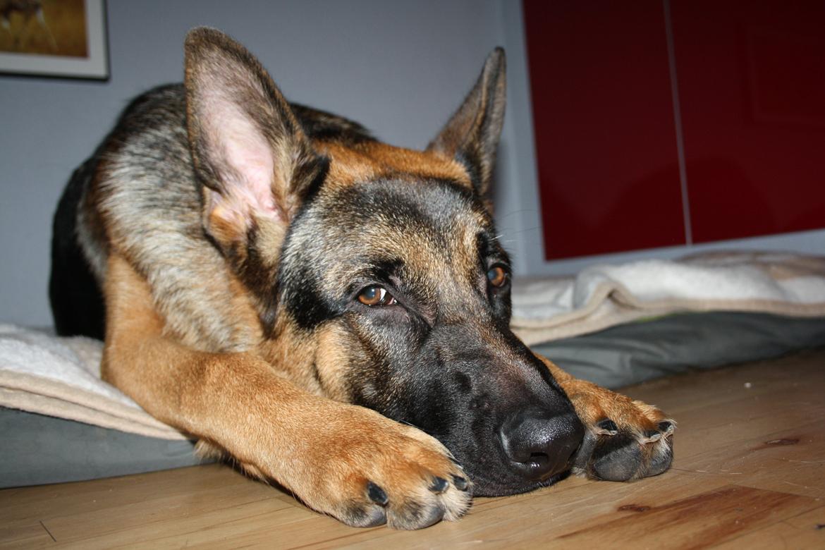 Schæferhund Kenzo billede 29