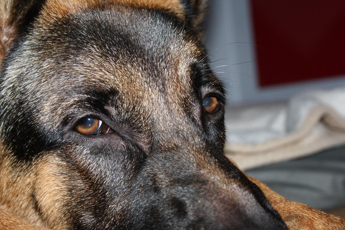 Schæferhund Kenzo billede 30