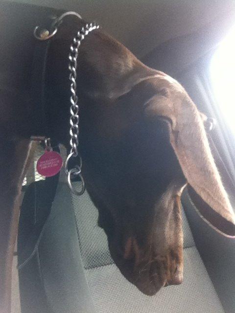 Korthåret hønsehund *Diana* billede 8