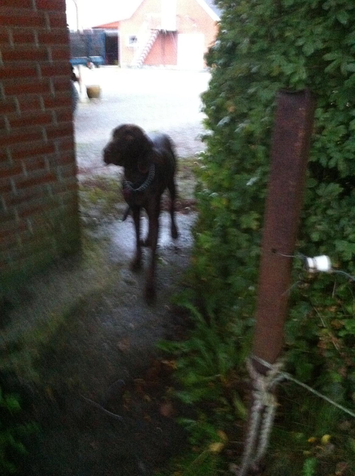 Korthåret hønsehund *Diana* - tør jeg gå ind til hestene sidste gang blev jeg jo jaget ud billede 9