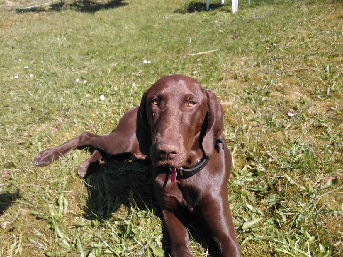 Korthåret hønsehund *Diana* billede 10