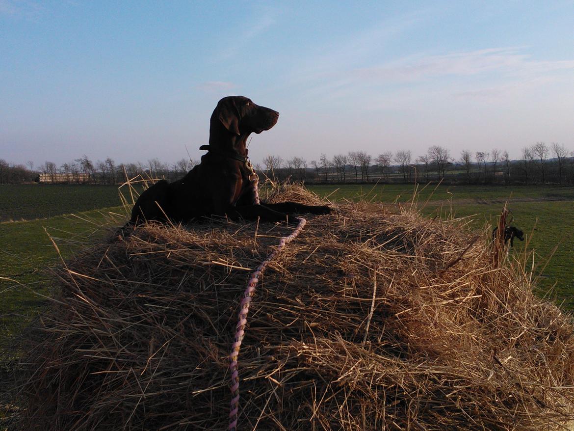 Korthåret hønsehund *Diana* - elsker det her billede <3 billede 1