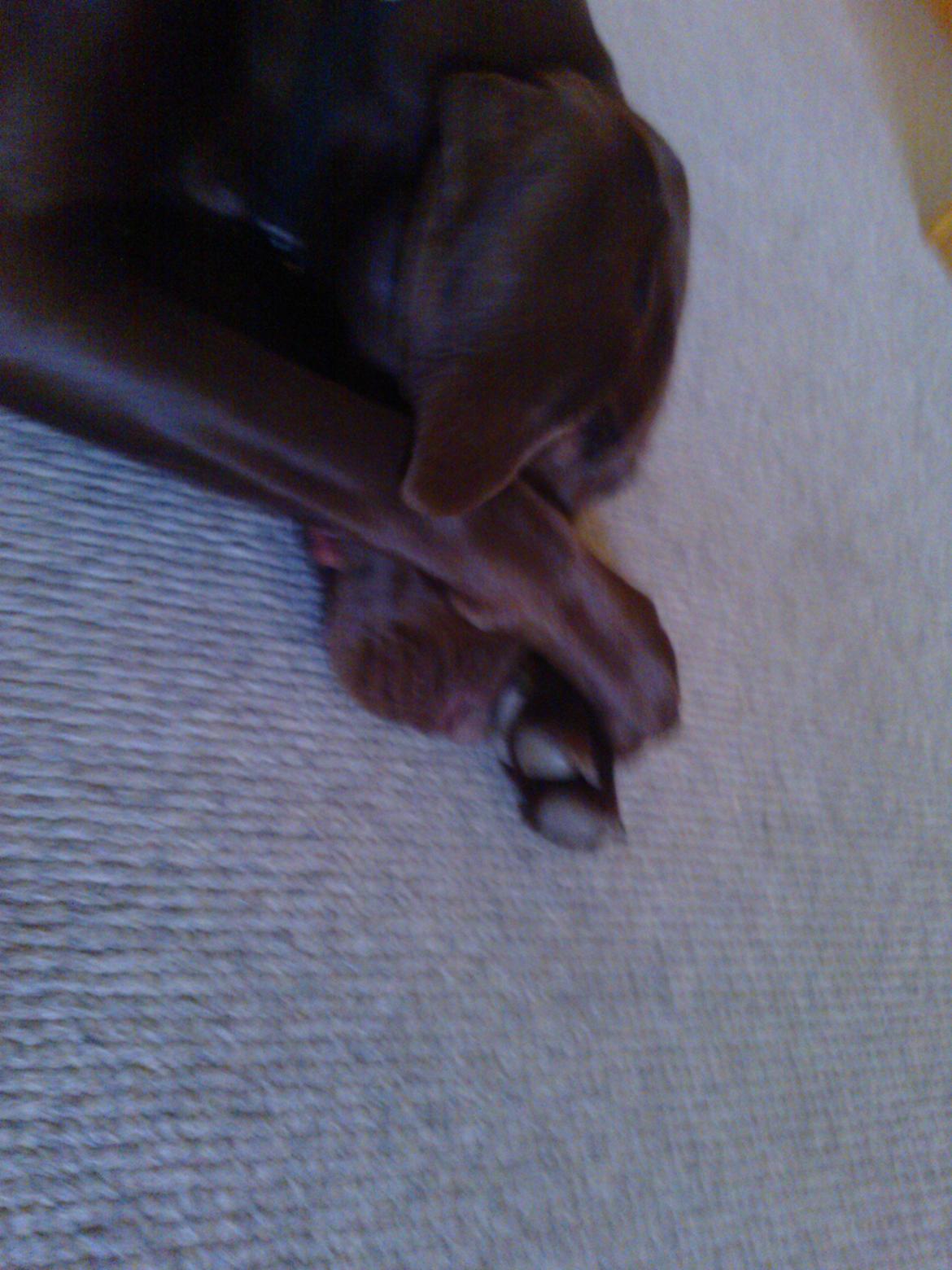 Korthåret hønsehund *Diana* billede 14