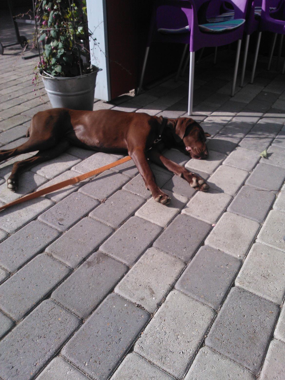 Korthåret hønsehund *Diana* billede 15