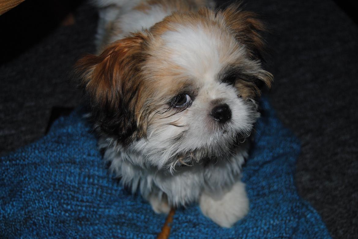 Shih tzu Alfred billede 1