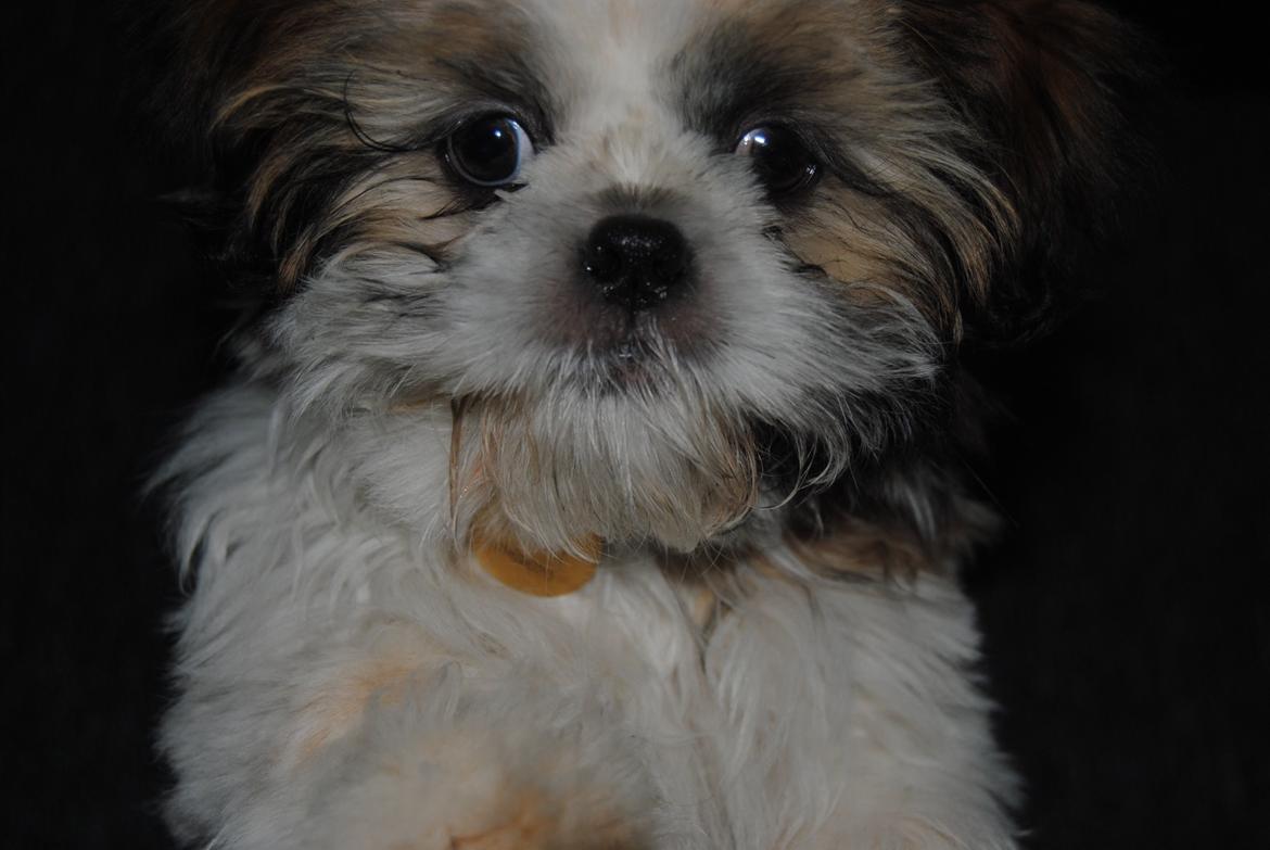 Shih tzu Alfred billede 2