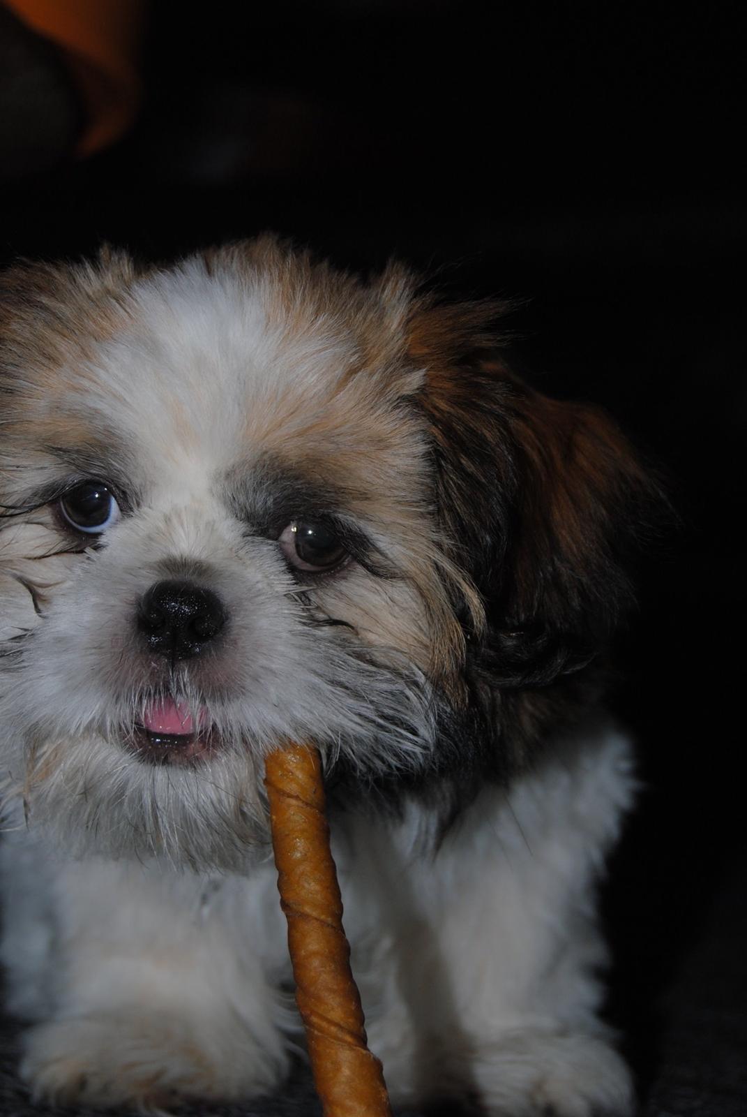 Shih tzu Alfred billede 4
