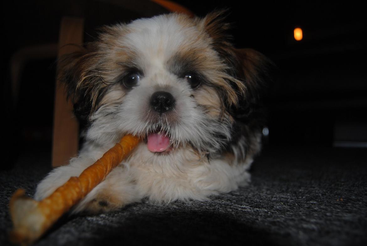 Shih tzu Alfred billede 5