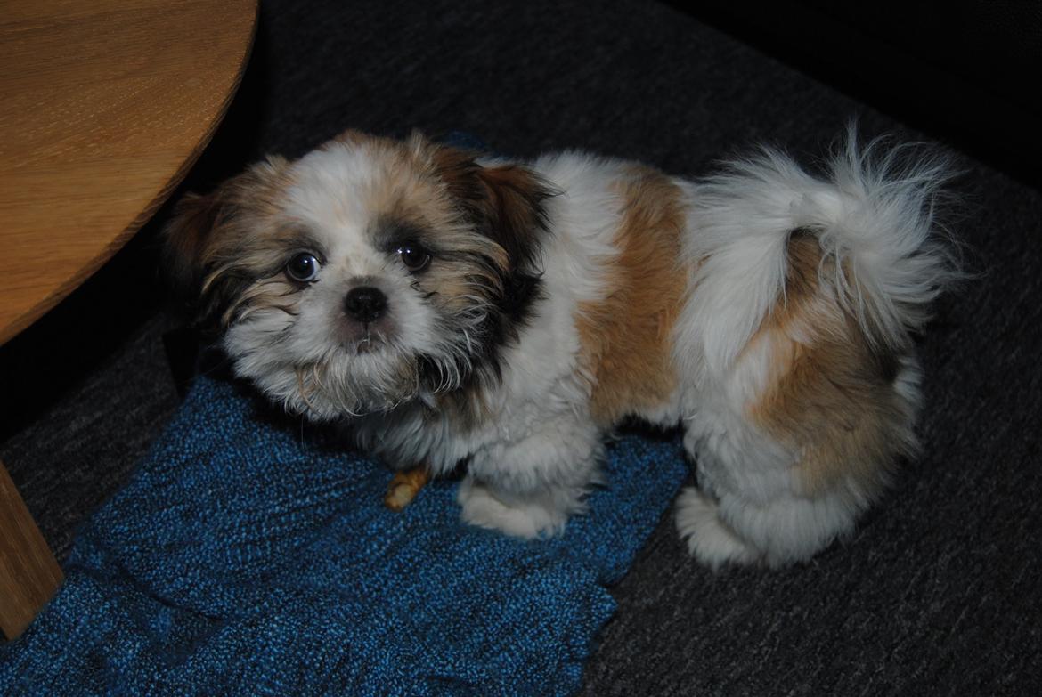 Shih tzu Alfred billede 6