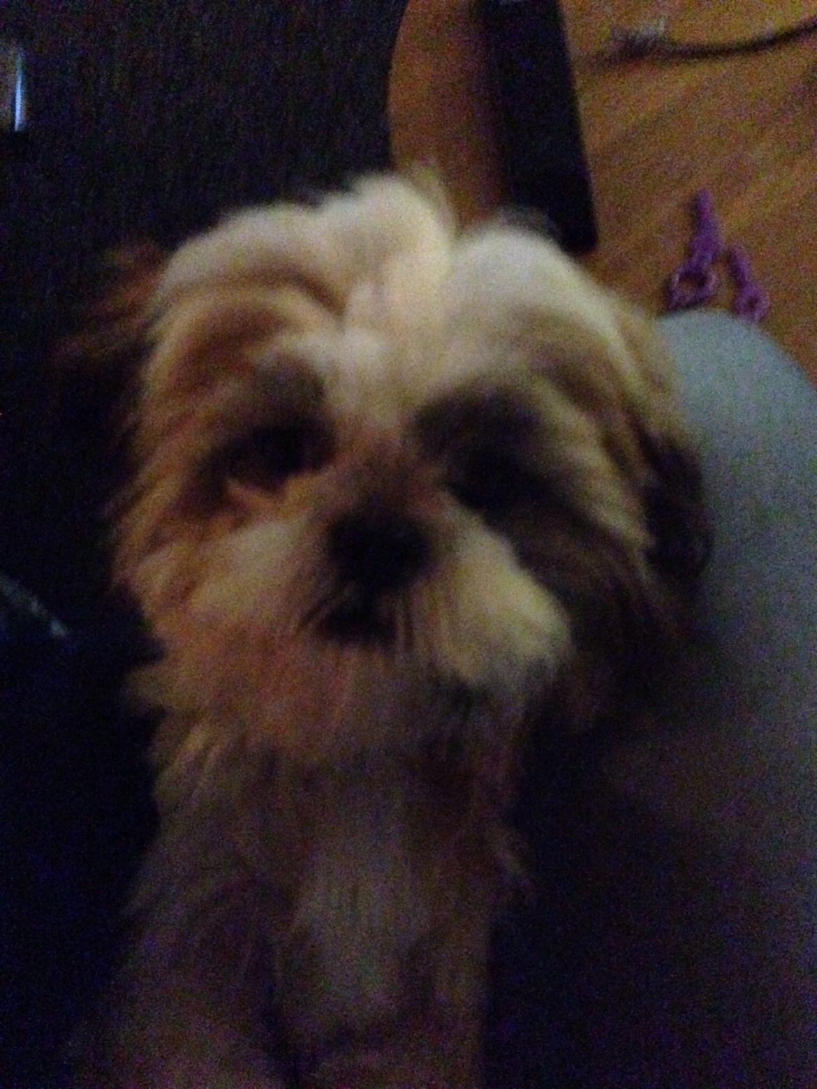 Shih tzu Alfred billede 7