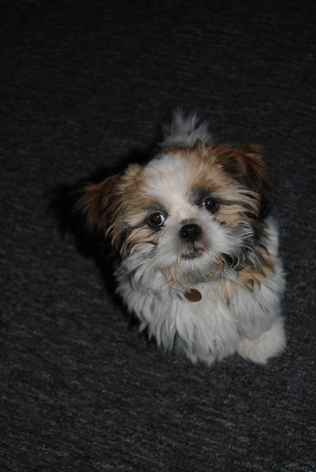 Shih tzu Alfred billede 8