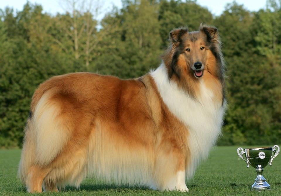Collie langhåret Lapinette´s Prima Donna - Donna - DKLPCH ( Dansk Lydigheds Champion ) 2013 billede 1