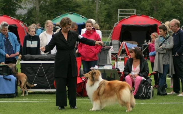 Collie langhåret Lapinette´s Prima Donna - Donna - BIR, Københavnsvinder, Int. udstilling, Ballerup, 2013 billede 13