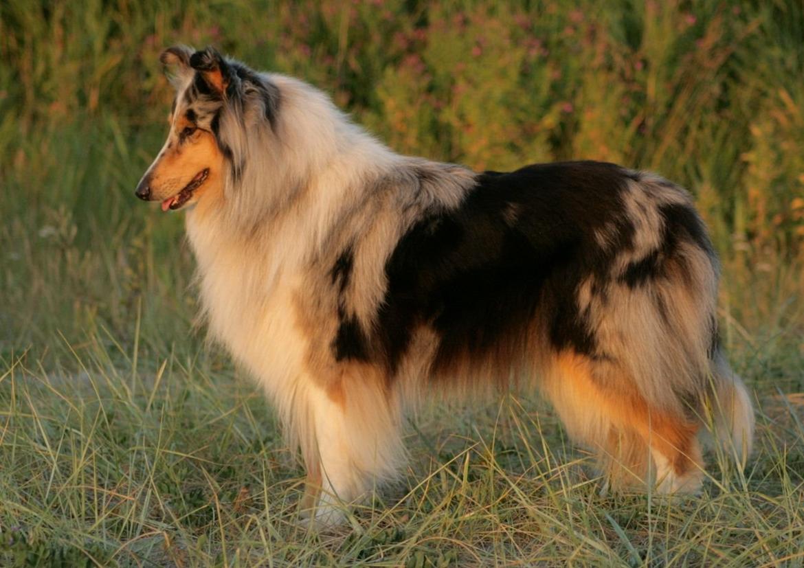 Collie langhåret Casey - Casey 3½ år billede 1