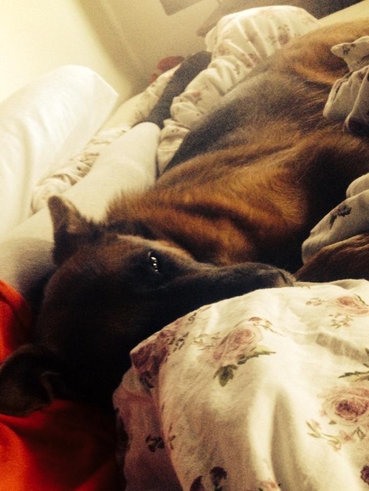 Schæferhund Fie billede 7