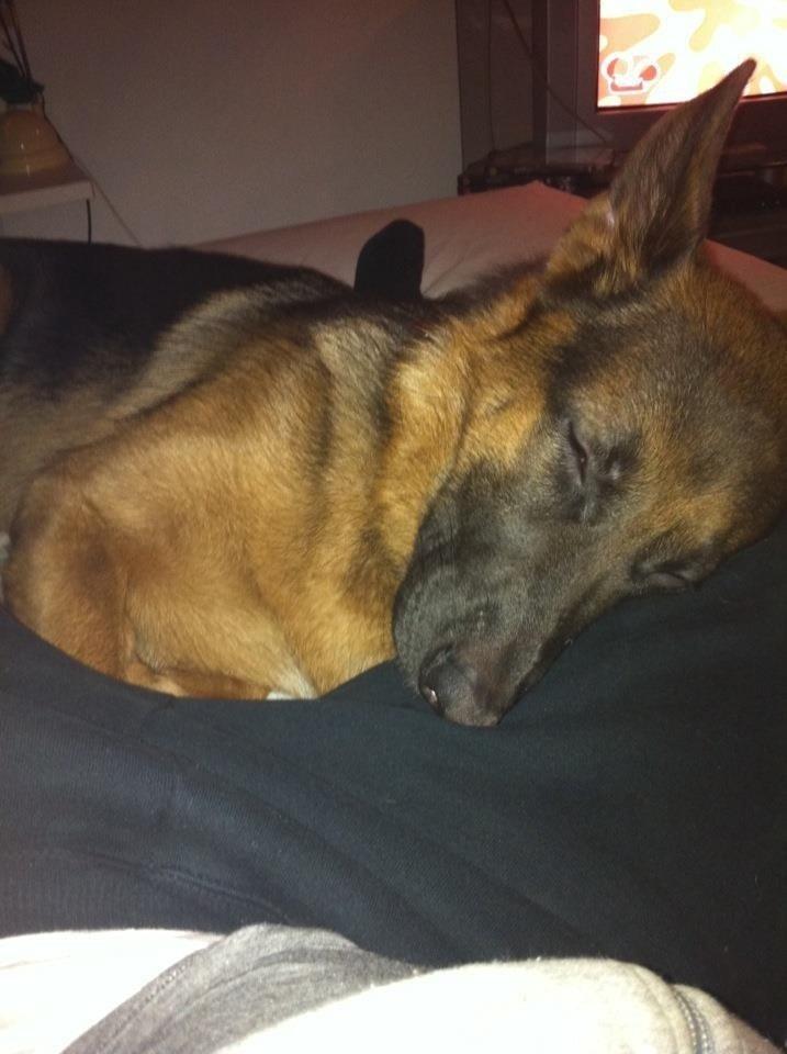 Schæferhund Fie billede 8