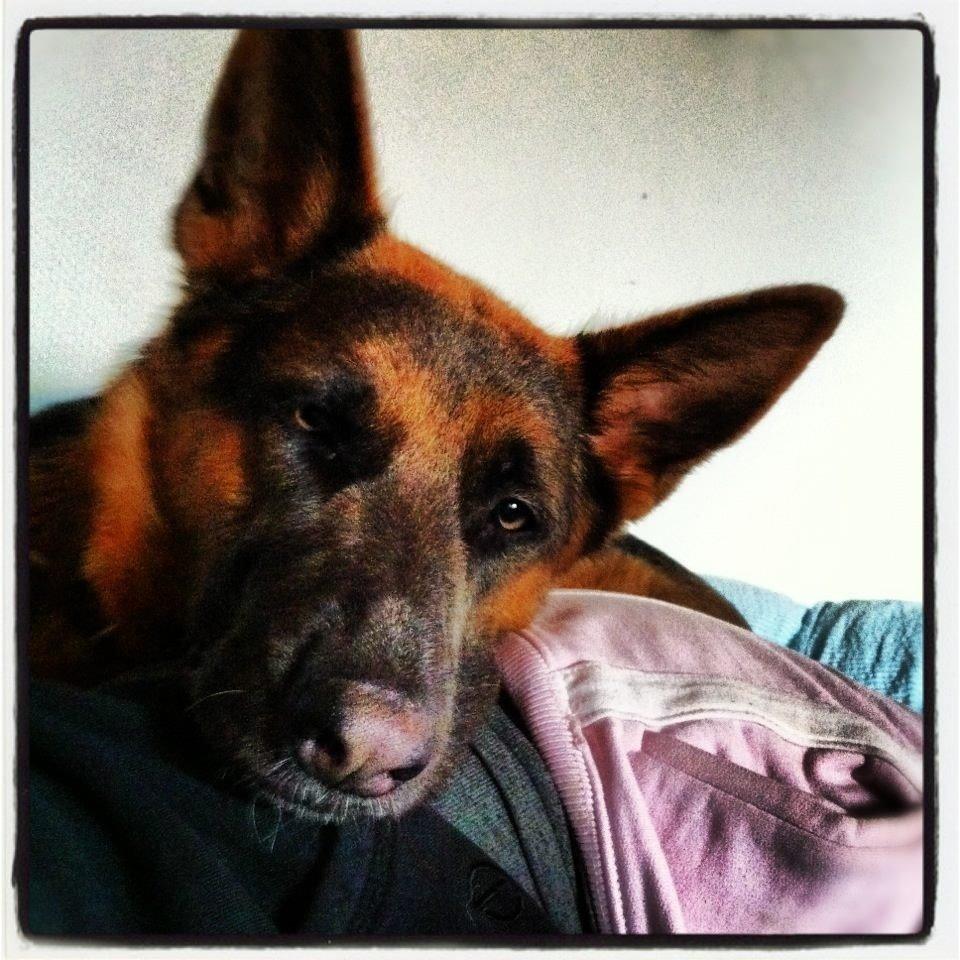 Schæferhund Fie billede 9