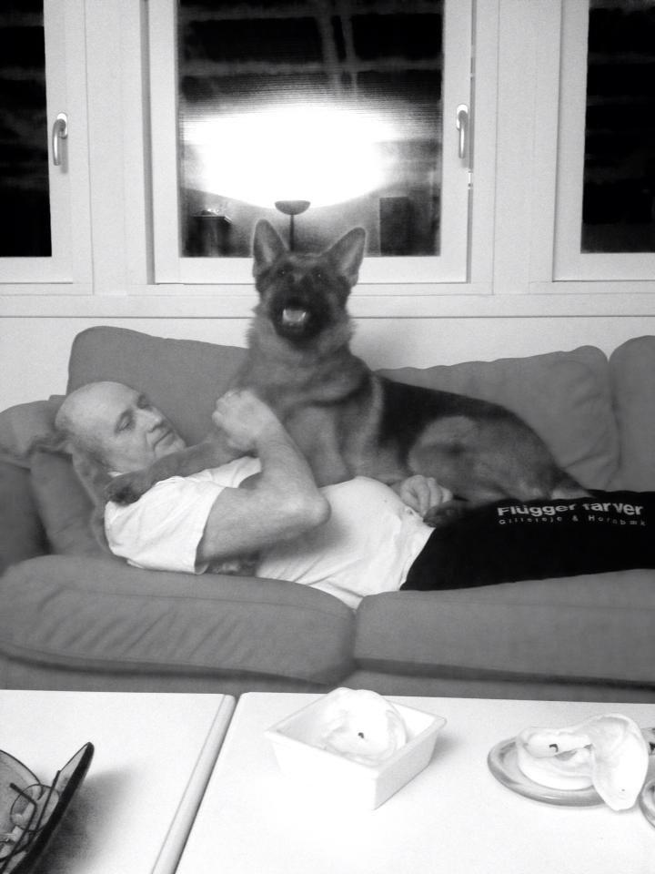 Schæferhund Fie billede 10