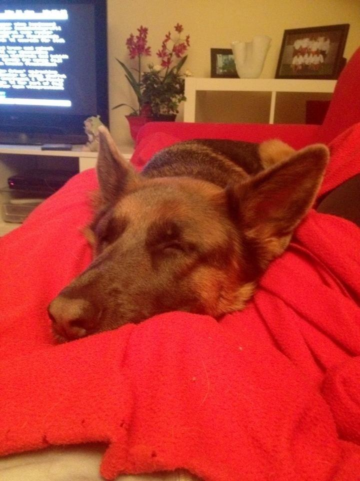 Schæferhund Fie billede 11