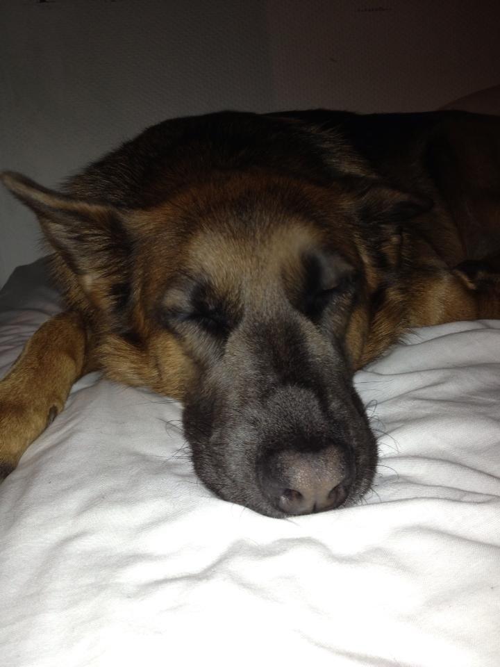 Schæferhund Fie billede 12