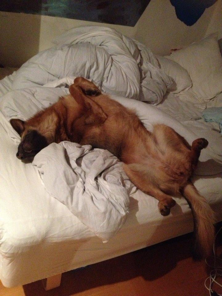 Schæferhund Fie billede 13