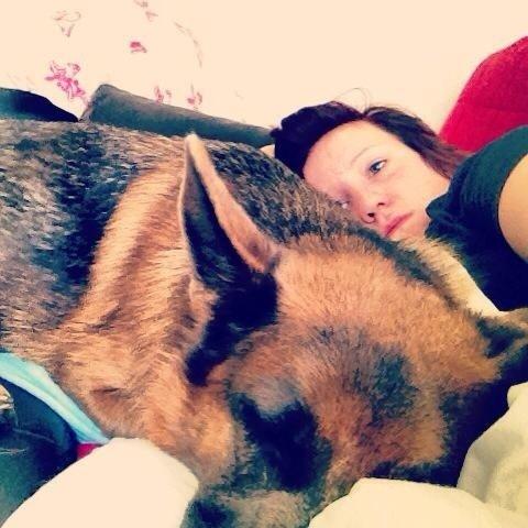 Schæferhund Fie billede 14