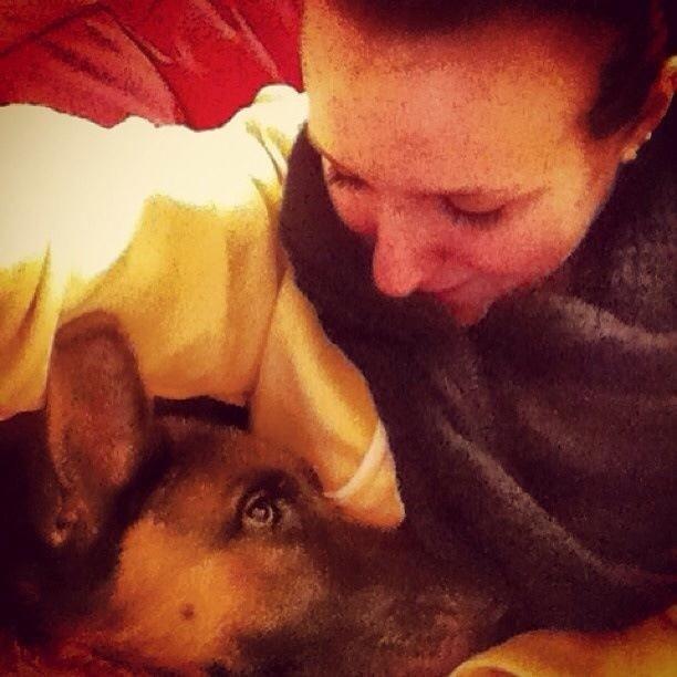 Schæferhund Fie billede 15