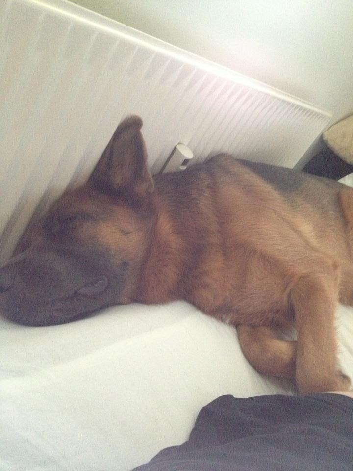 Schæferhund Fie billede 16