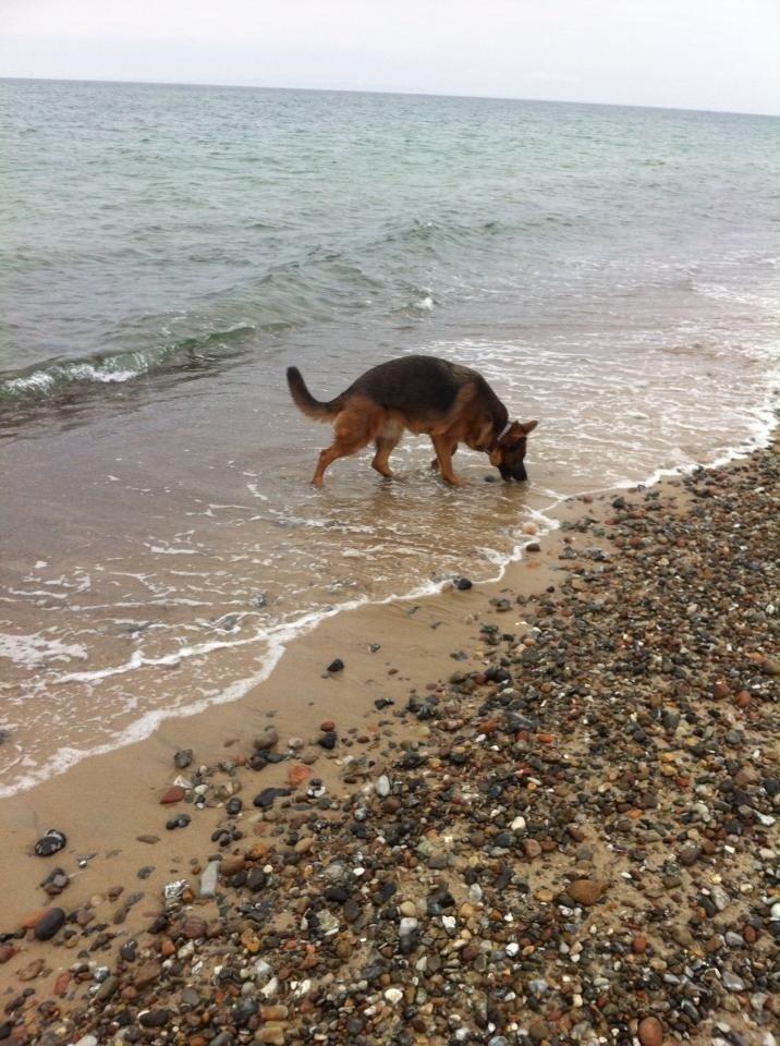 Schæferhund Fie billede 18