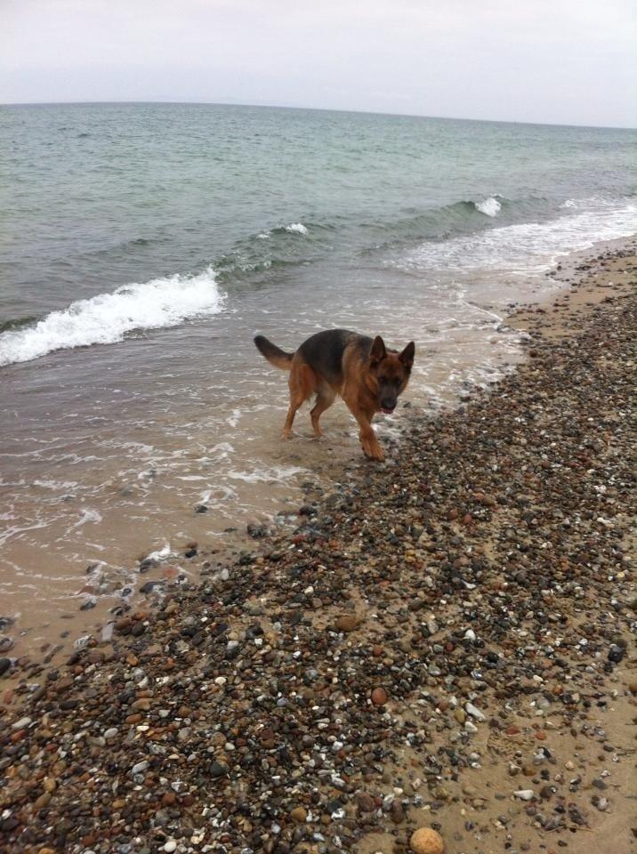 Schæferhund Fie billede 17