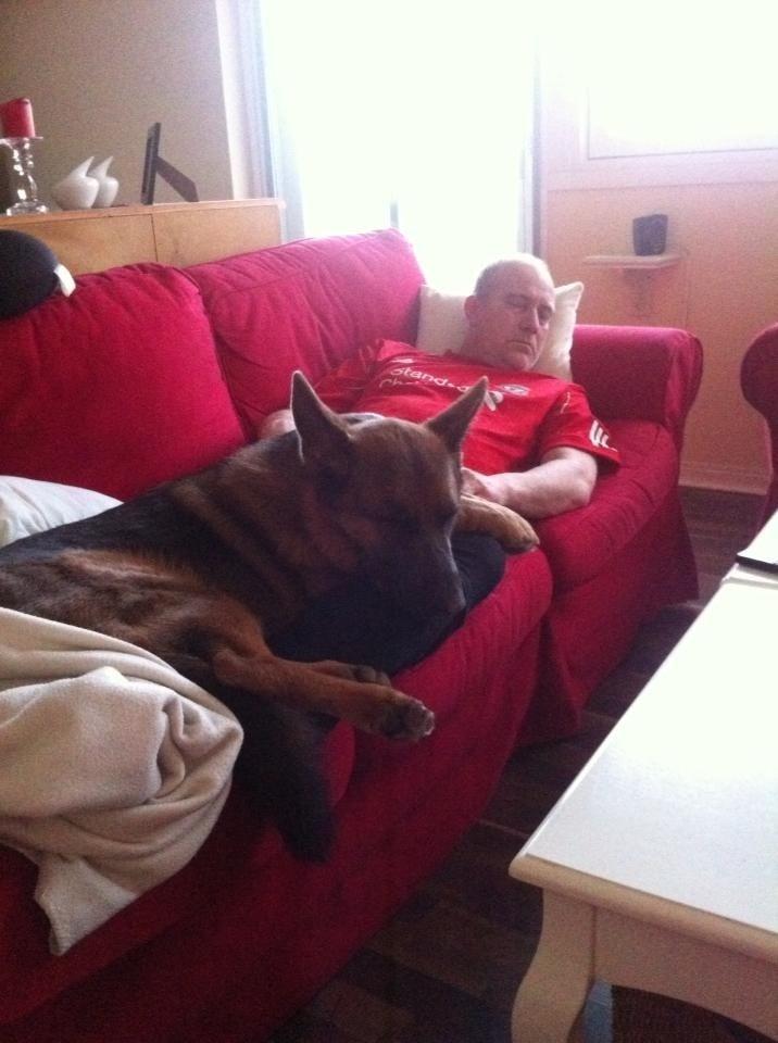 Schæferhund Fie billede 19