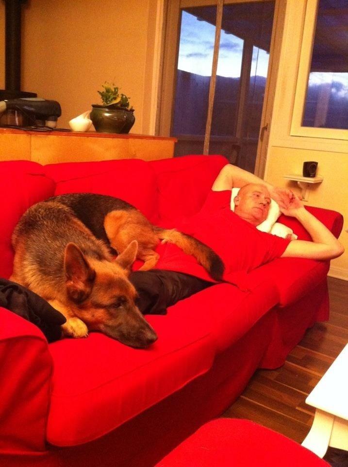 Schæferhund Fie billede 20