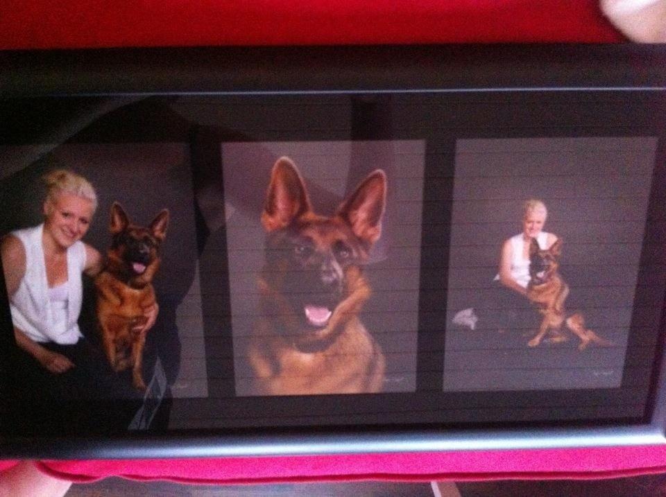 Schæferhund Fie billede 21