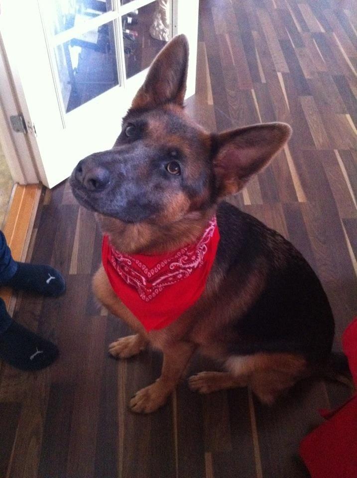 Schæferhund Fie billede 22