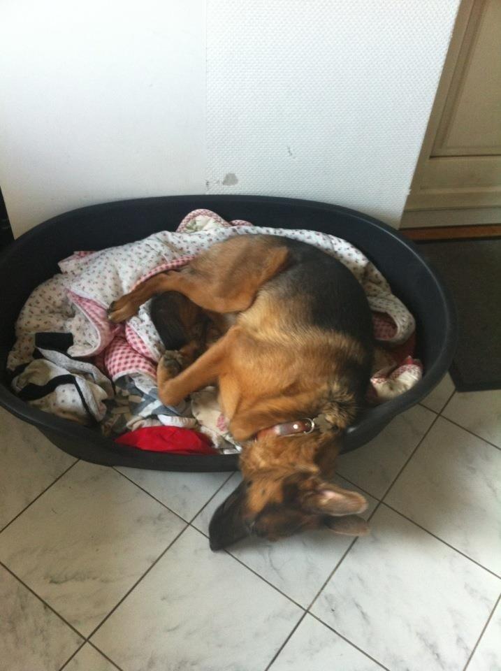 Schæferhund Fie billede 23